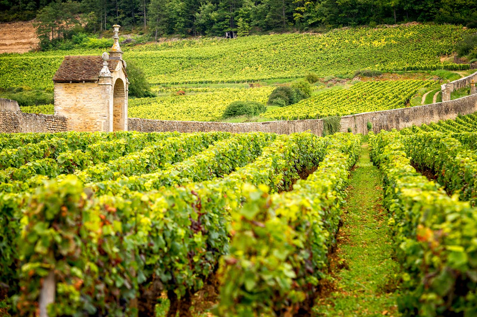 Burgundy region of France.