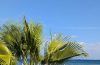 Palms on the beach