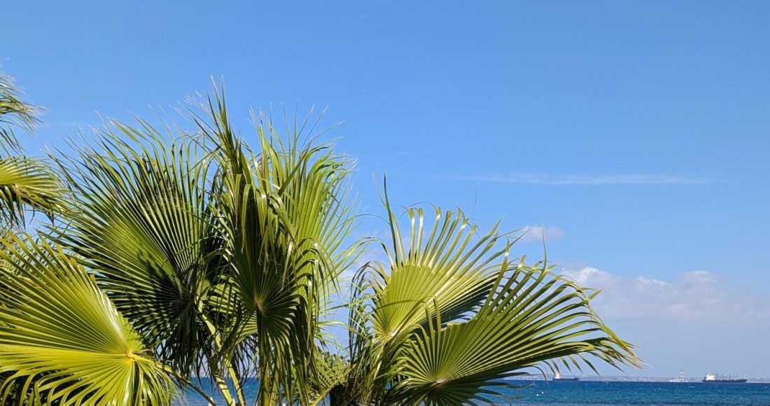 Palms on the beach