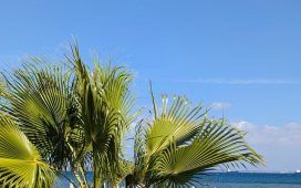 Palms on the beach