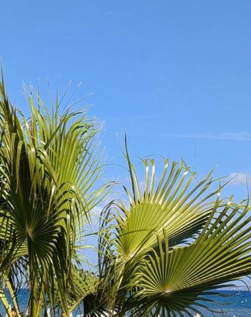 Palms on the beach