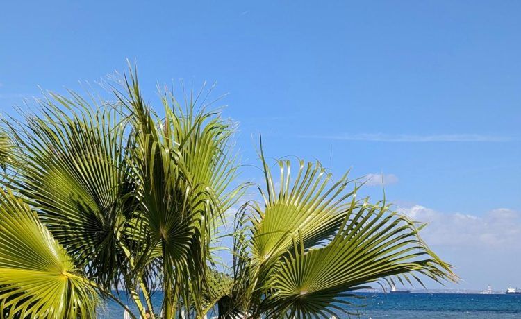 Palms on the beach